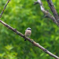 жулан :: Виталий Емельянов жулан :: Виталий Емельянов