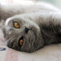 Кошачья сиеста :: Марсель Валеев