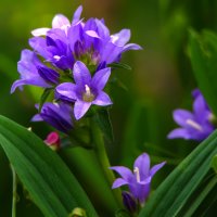 Колокольчик сборный :: Владимир Безбородов