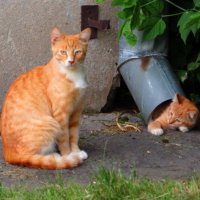 Выбираясь к Маме :: Андрей Снегерёв