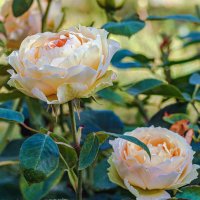 Цвет роз.. :: Юрий Стародубцев