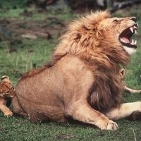 СЫНОК или "Не делай папе больно !" :) :: Валерий Кокорев СЫНОК или "Не делай папе больно !" :) :: Валерий Кокорев