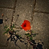 Летние этюды 61 :: Алексей Кузнецов