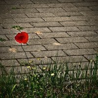 Летние этюды 64 :: Алексей Кузнецов