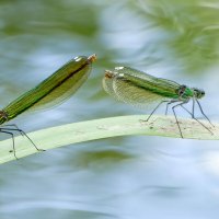 Сегодня на балу красоток  3 :: Александр Прокудин