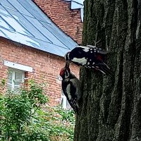 Дятлы :: Сапсан 