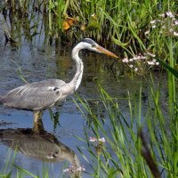 Серая цапля :: Ната Волга