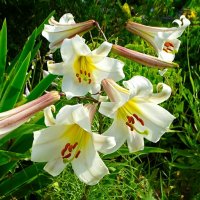 Лилии на городской клумбе. :: Милешкин Владимир Алексеевич Лилии на городской клумбе. :: Милешкин Владимир Алексеевич