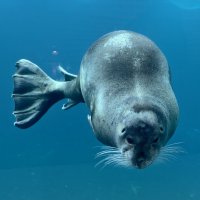 Ластоногие :: <<< Наташа >>>