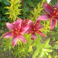 Лилии :: Сергей Кочнев