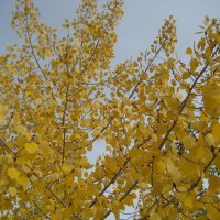 Осина :: Anna Ivanova