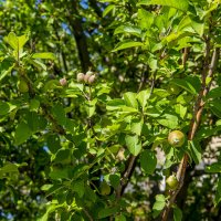 Яблоки :: Анатолий Чикчирный Яблоки :: Анатолий Чикчирный