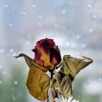 Живое и мертвое. :: Владимир 