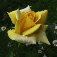 Красотка :: Людмила Смородинская