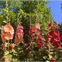 Время мальвы. :: Валерия Комова Время мальвы. :: Валерия Комова