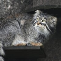 Московский зоопарк. Манул. :: Наташа *****