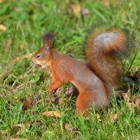 Китайская белочка ... ) :: Константин Анисимов Китайская белочка ... ) :: Константин Анисимов