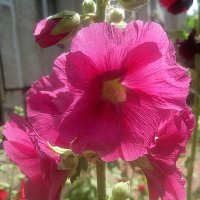 Мальва :: Елена Семигина