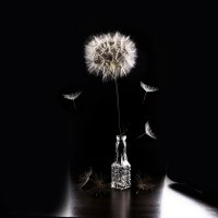 Одуванчик :: Sergey 