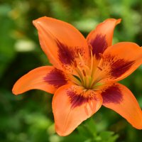 лилия Vengard :: Vera_85916050 Lario