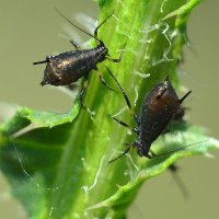 Тля :: Геннадий Супрун Тля :: Геннадий Супрун