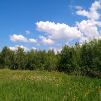 Про макушку лета... :: Андрей Заломленков