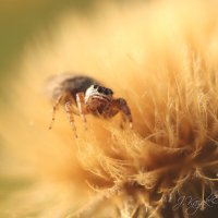 *** :: Елена Kазак (selena1965)