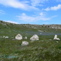 Природа Крыма :: Amazing Cosmea