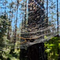 В засаде... :: Станислав Мутовин В засаде... :: Станислав Мутовин