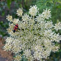 Летняя зарисовка :: Татьяна Пальчикова