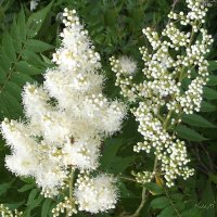 Рябинник рябинолистный :: Freddy 97