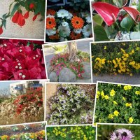 По моим фотографиям :: Светлана Хращевская