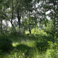 Летние картинки :: Ольга 