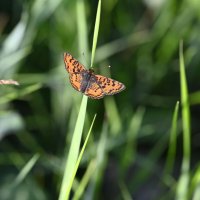 Шашечница :: Ольга 