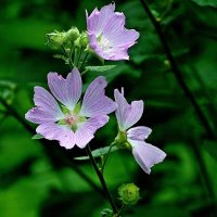 *** :: Леонид leo *** :: Леонид leo