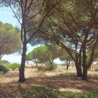 На юге Португалии :: Ирэн 