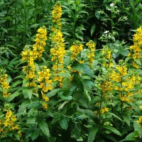 Вербейник :: Рита Симонова