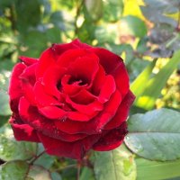 Роза :: Наталья 