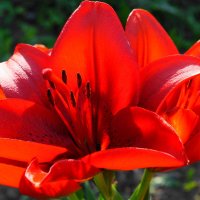 Лилия :: Сергей Ц