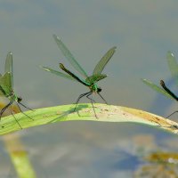 вчера на балу красоток 5 :: Александр Прокудин