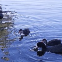 Лысухи :: Сапсан 