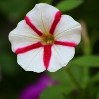 Петуния* :: Татьяна Евдокимова