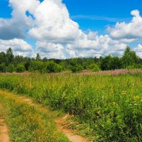 Смоленщина в середине лета. :: Милешкин Владимир Алексеевич 