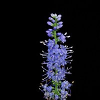 *** :: Леонид leo *** :: Леонид leo