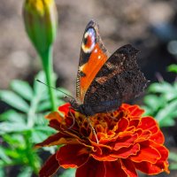 *** :: Виктор Иванович Чернюк *** :: Виктор Иванович Чернюк