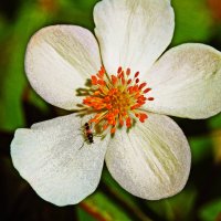 Макро...Муравей -лакомка! :: Владимир 