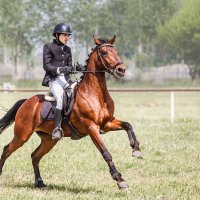 Конкур :: SanSan 