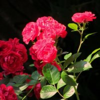 Роза :: Роман Савоцкий