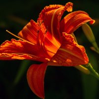 *** :: Виталий Емельянов