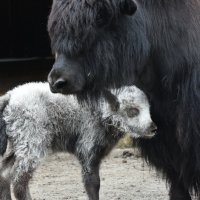 Московский Зоопарк. С мамой. :: Наташа *****